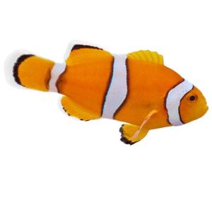 True Percula Clownfish