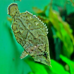 Leaf Fish