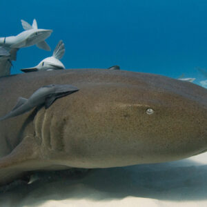 Nurse shark