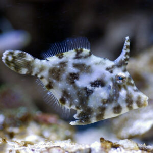 Aiptasia Eating Filefish