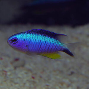 Allen's Damselfish