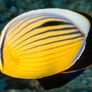 Arabian Butterflyfish