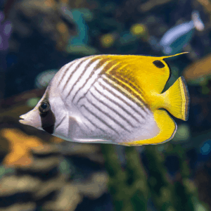 Auriga Butterflyfish