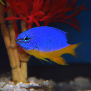 Azure Damselfish