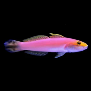 Bella Goby