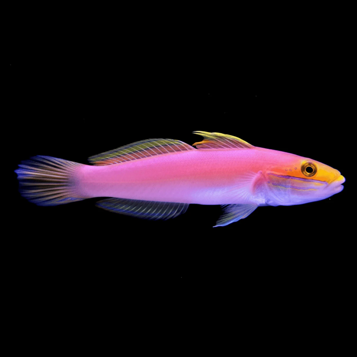 Bella Goby