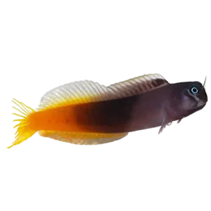 Bicolor Blenny