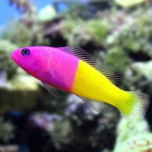 Bicolor Dottyback