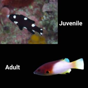Bicolor Hogfish