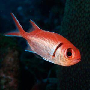 Big Eye Squirrelfish