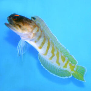 Black Cap Jawfish