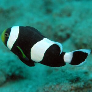 Black Saddleback Clownfish
