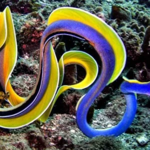 Blue Ribbon Eel