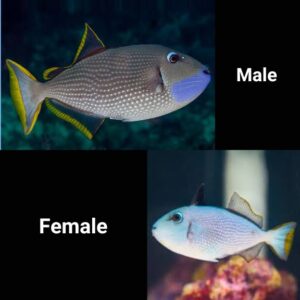 Blue Throat Triggerfish