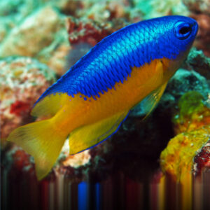 Blue and Gold Damselfish