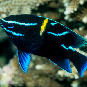 Blue Velvet Damselfish