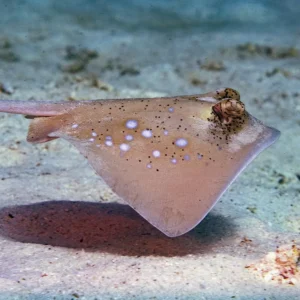 Bluespotted Stingray