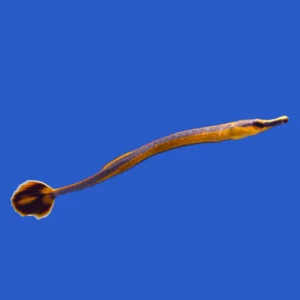 Bluestripe Pipefish