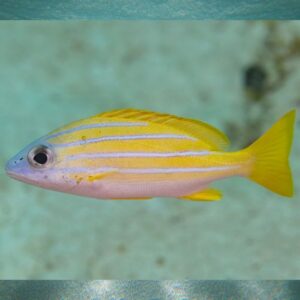 Bluestripe Snapper
