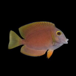 Bristletooth Tang