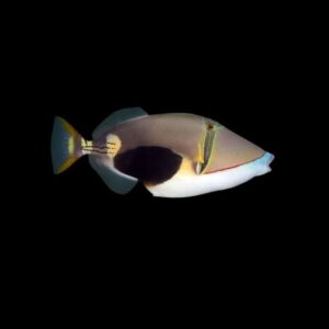 Bursa Triggerfish