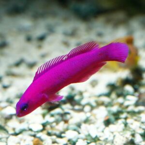 Captive-Bred Purple Fridmani Dottyback