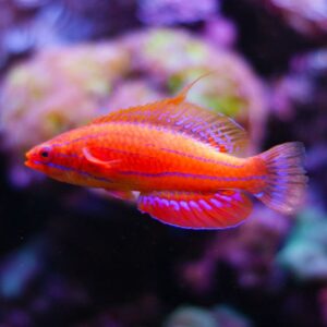 Carpenter's Flasher Wrasse