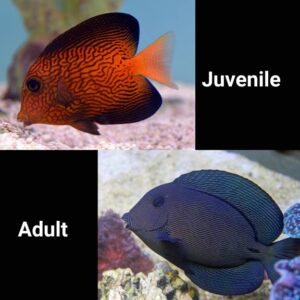 Chevron Tang