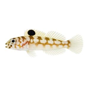 Chinstrap Jawfish