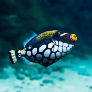 Clown Triggerfish