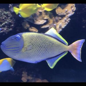 Crosshatch Triggerfish