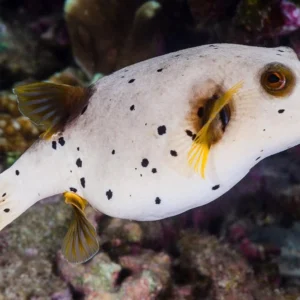 Dog Face Puffer
