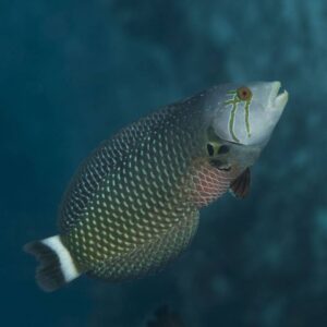 Dragon Wrasse