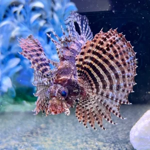 Dwarf Lionfish