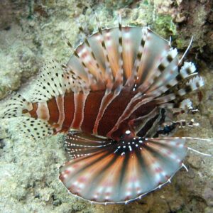 Dwarf/Zebra Lionfish