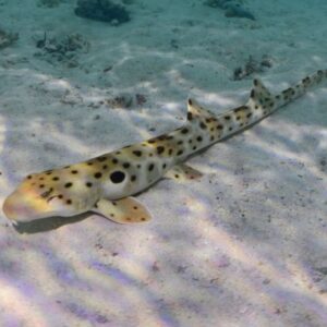 Epaulette Shark - Australian