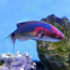 Exquisite Fairy Wrasse