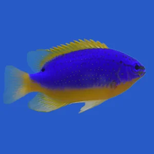 Fiji Blue Devil Damselfish