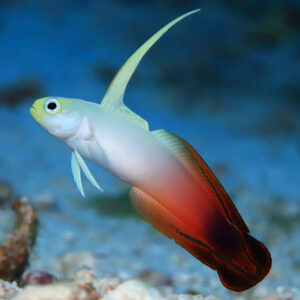 Firefish