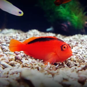 Flame Hawkfish