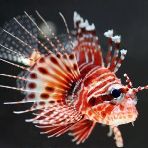 Frillfin Lionfish