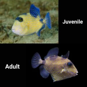 Fuscus Triggerfish