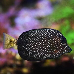 Gem Tang