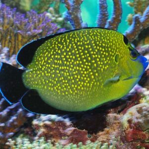 Goldflake Angelfish