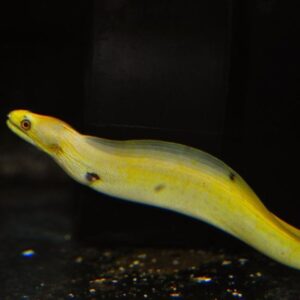 Golden Banana Moray Eel