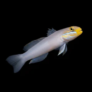 Golden Head Sleeper Goby