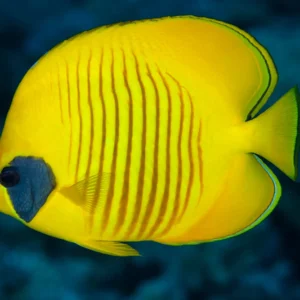 Golden Semilarvatus Butterflyfish