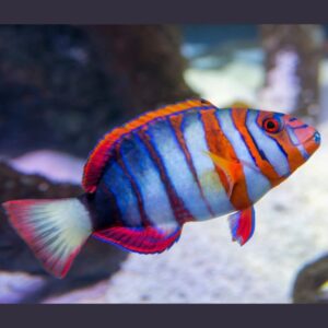 Cleaner Wrasse