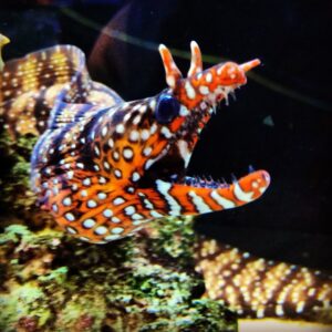 Hawaiian Dragon Eel
