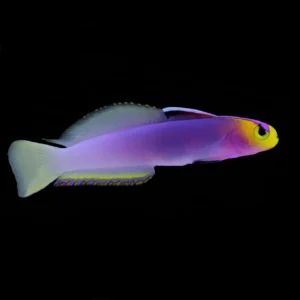 Helfrichi Firefish